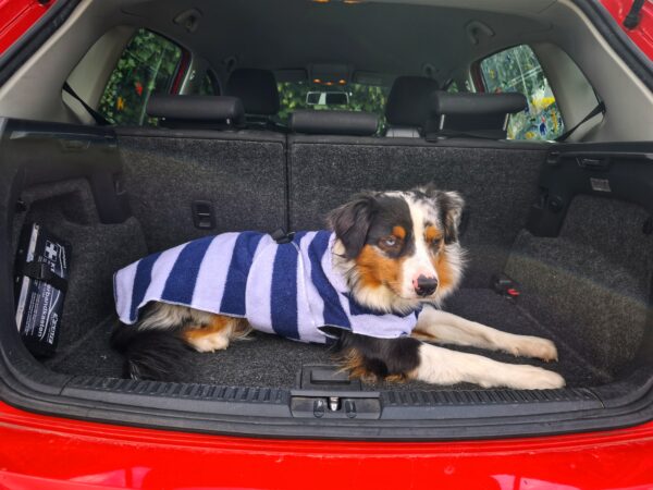 Hundebademantel aus Frottee – Bild 2